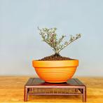 Dwergmispel bonsai - Hoogte (boom): 16 cm - Diepte (boom):