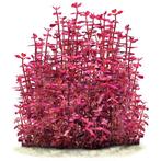 Bacopa Salzmannii Purple - Pot, Verzenden, Nieuw
