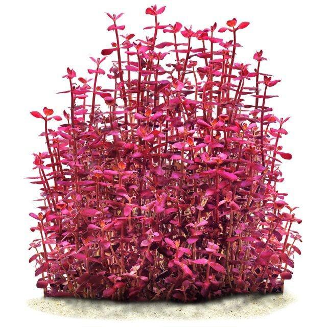 Bacopa Salzmannii Purple - Pot, Dieren en Toebehoren, Vissen | Aquaria en Toebehoren, Nieuw, Verzenden