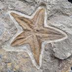 Zeester - Fossiele sterfteplaat - Ophiuroidea - 183 mm - 181, Verzamelen