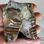 Bovenkaaks kies Wolharige Neushoorn - Fossiele tand -, Verzamelen, Mineralen en Fossielen