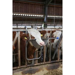 Appui-tête pour bovins, Articles professionnels, Agriculture | Aliments pour bétail
