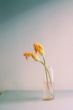 Diletta Nicosia - Courgette Flowers, Verzamelen