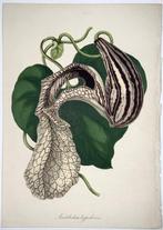 Lot of 5 copper engravings, Paxton Magazine Botany - 1840c -