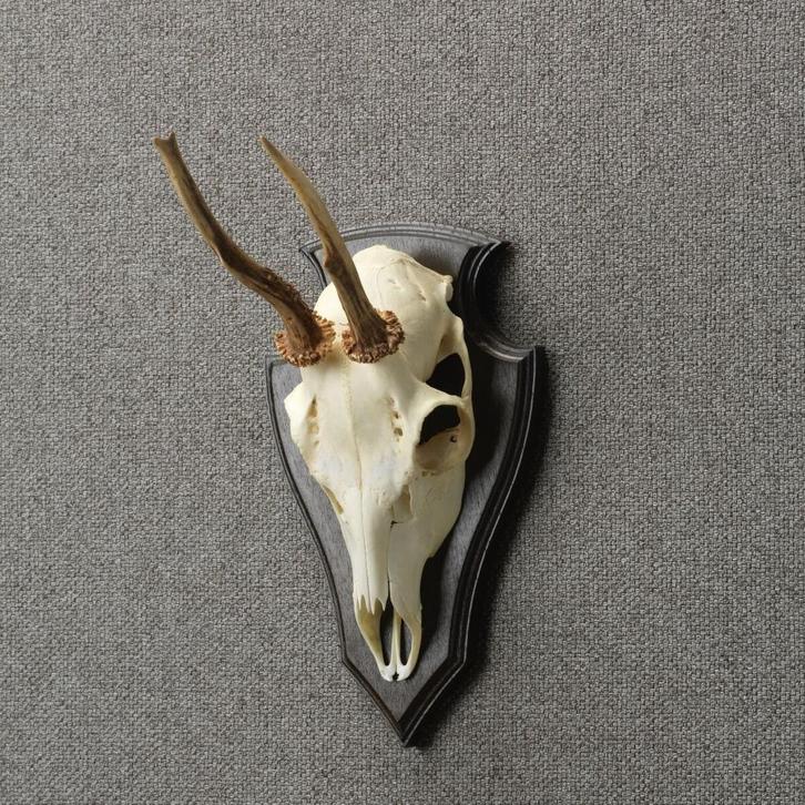 Reebok Schedel Taxidermie Opgezette Dieren By Max, Verzamelen, Dierenverzamelingen, Opgezet dier, Nieuw, Wild dier, Ophalen of Verzenden