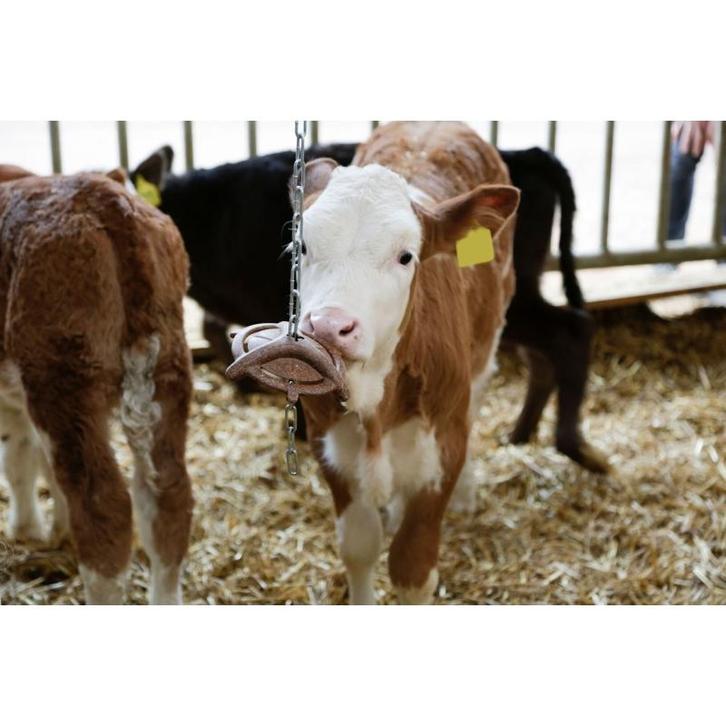 Biggenbijtring natuur - met ophangketting 75cm - kerbl, Zakelijke goederen, Landbouw | Veevoer