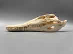 Nijlkrokodil Schedel - Crocodylus niloticus - 8 cm - 12 cm -, Collections, Collections Animaux