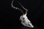 Grande Impala Africaine Crâne - Aepyceros melampus - 0 cm -