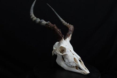 Grande Impala Africaine Crâne - Aepyceros melampus - 0 cm -, Verzamelen, Dierenverzamelingen