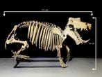 Nijlpaard - Fossiel skelet - Hippopotamus lemerlei - 171 cm