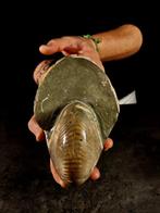 Versteende Nautilus - Gefossiliseerd dier - cymatoceras - 18, Verzamelen