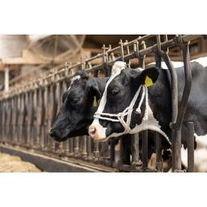 Licol sisal avec boucle double, Articles professionnels, Agriculture | Aliments pour bétail