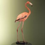 Rode Flamingo Taxidermie Opgezette Dieren By Max, Ophalen of Verzenden, Nieuw, Vogel, Opgezet dier