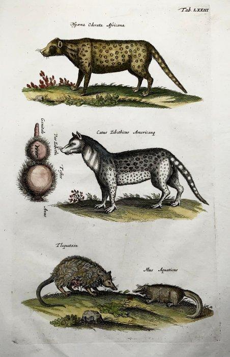 Matthäus Merian (1593-1650) - hand coloured folio, Hyena,, Antiquités & Art, Antiquités | Livres & Manuscrits