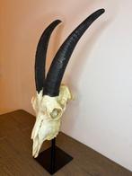 Chèvre domestique Crâne - Capra aegagrus hircus - 50 cm - 30, Antiek en Kunst