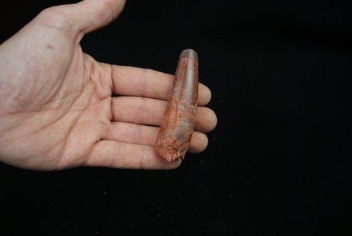 Spinosaurus hoog rood - Fossiele tand - Spinosaurus, Verzamelen, Mineralen en Fossielen