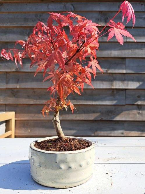Japanese maple bonsai (Acer palmatum) - Hauteur (arbre) : 25, Antiek en Kunst, Curiosa en Brocante