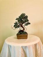 Jeneverbes bonsai (Juniperus) - Hoogte (boom): 24 cm -, Antiek en Kunst