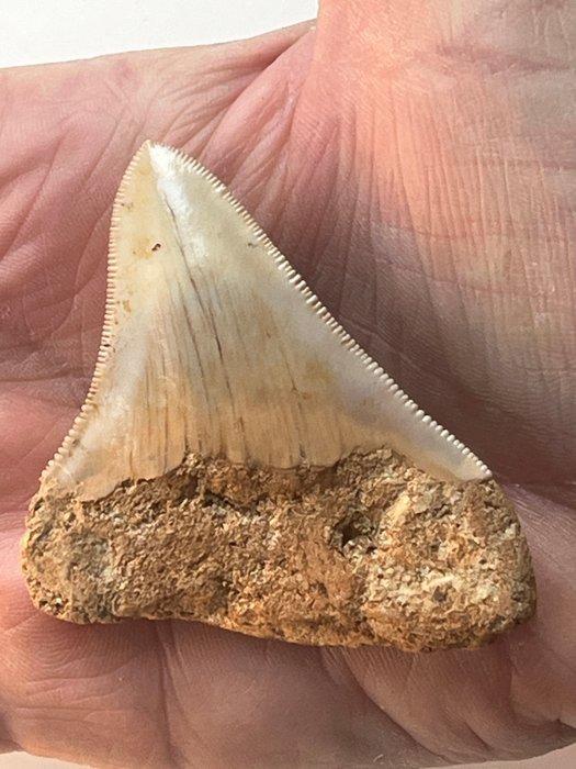 Megalodon tand 6,7 cm - Fossiele tand - Carcharocles, Antiek en Kunst, Curiosa en Brocante