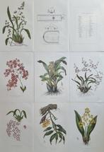 Lot. of 24 sheets - James Bateman / Maxim Gaucci - The, Antiek en Kunst