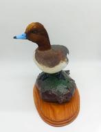 Gewone widgeon - antiek voorbeeld - broedkleed - Taxidermie, Nieuw