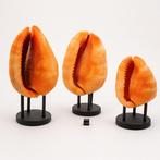 Weekdier Zeeschelp - Cassis Rufa, Verzamelen, Nieuw