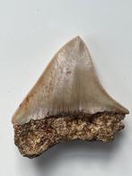 Megalodon-tand 7,3 cm - Fossiele tand - Carcharocles