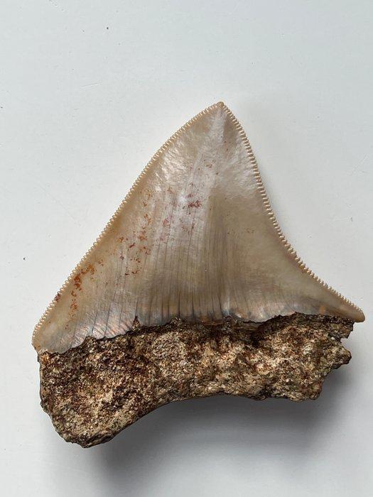 Megalodon-tand 7,3 cm - Fossiele tand - Carcharocles, Antiek en Kunst, Curiosa en Brocante