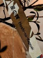 Azalea Satsuki Bonsai ‘Hoshi-no-Kagayaki’ - Hoogte (boom):, Antiek en Kunst