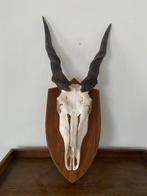 Eland Antilope Taxidermie wandmontage - Taurotragus oryx -, Verzamelen, Dierenverzamelingen, Nieuw