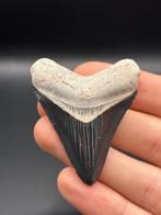 Megalodon - Fossiele tand - CARCHARIAS MEGALODON - 6.2 cm -, Verzamelen