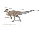 Dinosaure adulte très rare et précieux - Animal fossilisé -