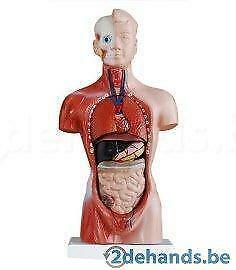Anatomisch model, geslachtloos ST-ATM 52, Elektronische apparatuur, Overige elektronische apparatuur