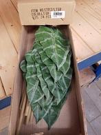 Alocasiablad Groen Zijdenblad per stuk, Huis en Inrichting, Woonaccessoires | Kunstplanten en Kunstbloemen, Nieuw