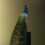 Blauwe Pauw Taxidermie Opgezette Dieren By Max, Ophalen of Verzenden, Nieuw, Vogel, Opgezet dier