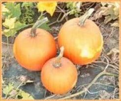 Hobbit F1 Pompoen 2000 zaden, Hobby en Vrije tijd, Knutselen, Nieuw