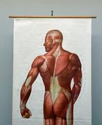 Deutsches Hygiëne Museum - Dresden - Muscles du dos - Carte, Antiek en Kunst