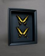Vlinder Taxidermie volledige montage - Papilio thoas - 25 cm, Verzamelen, Nieuw