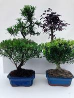 Palmboompje bonsai (Buxus sempervirens) - Hoogte (boom): 20, Antiek en Kunst