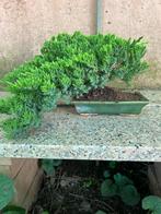 Jeneverbes bonsai (Juniperus) - Hoogte (boom): 18 cm -