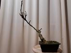 Wisteria bonsai - Hoogte (boom): 35 cm - Diepte (boom): 27