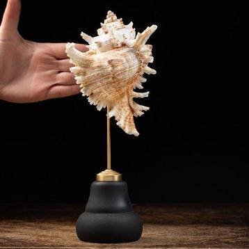 Decoratieve Ramose Murex Zeeslak Schelp op Pedestal -, Nieuw