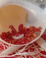 Kerststal - Parelmoer, Antiek en Kunst