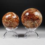 Paar honing-calcietbollen met ammonietfragmenten - Fossiel