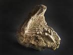 Fossiel van een poot van een Psittacosaurus-dinosaurus -, Verzamelen, Mineralen en Fossielen