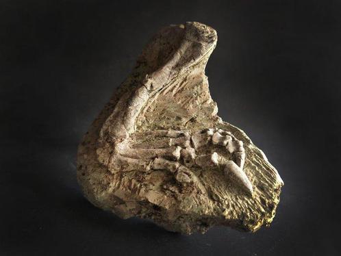 Fossiel van een poot van een Psittacosaurus-dinosaurus -, Verzamelen, Mineralen en Fossielen