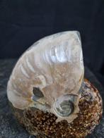 Beautiful big Ammonite with beautiful pattern -, Collections, Minéraux & Fossiles