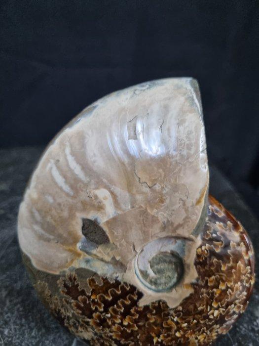 Beautiful big Ammonite with beautiful pattern -, Collections, Minéraux & Fossiles