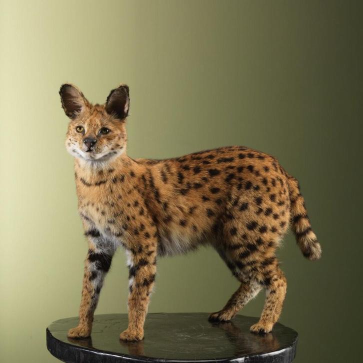 Serval Taxidermie Opgezette Dieren By Max, Verzamelen, Dierenverzamelingen, Opgezet dier, Nieuw, Wild dier, Ophalen of Verzenden