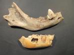 Holenhyeana - Fossiel bot - Hyene des Cavernes - 50 mm - 160, Collections